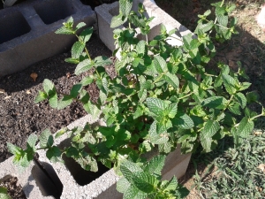 Mint Plant for Free
